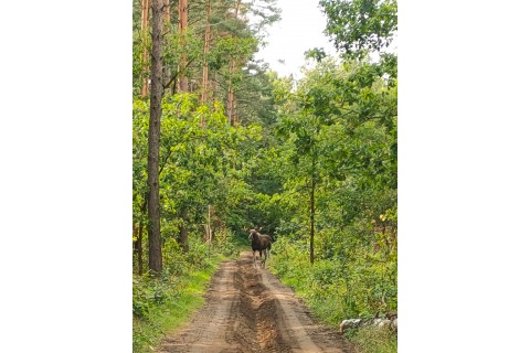 SURVIVAL DLA RODZICÓW Z DZIEĆMI