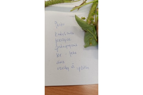 Warsztaty zielarskie dla seniorów - Młode listki
